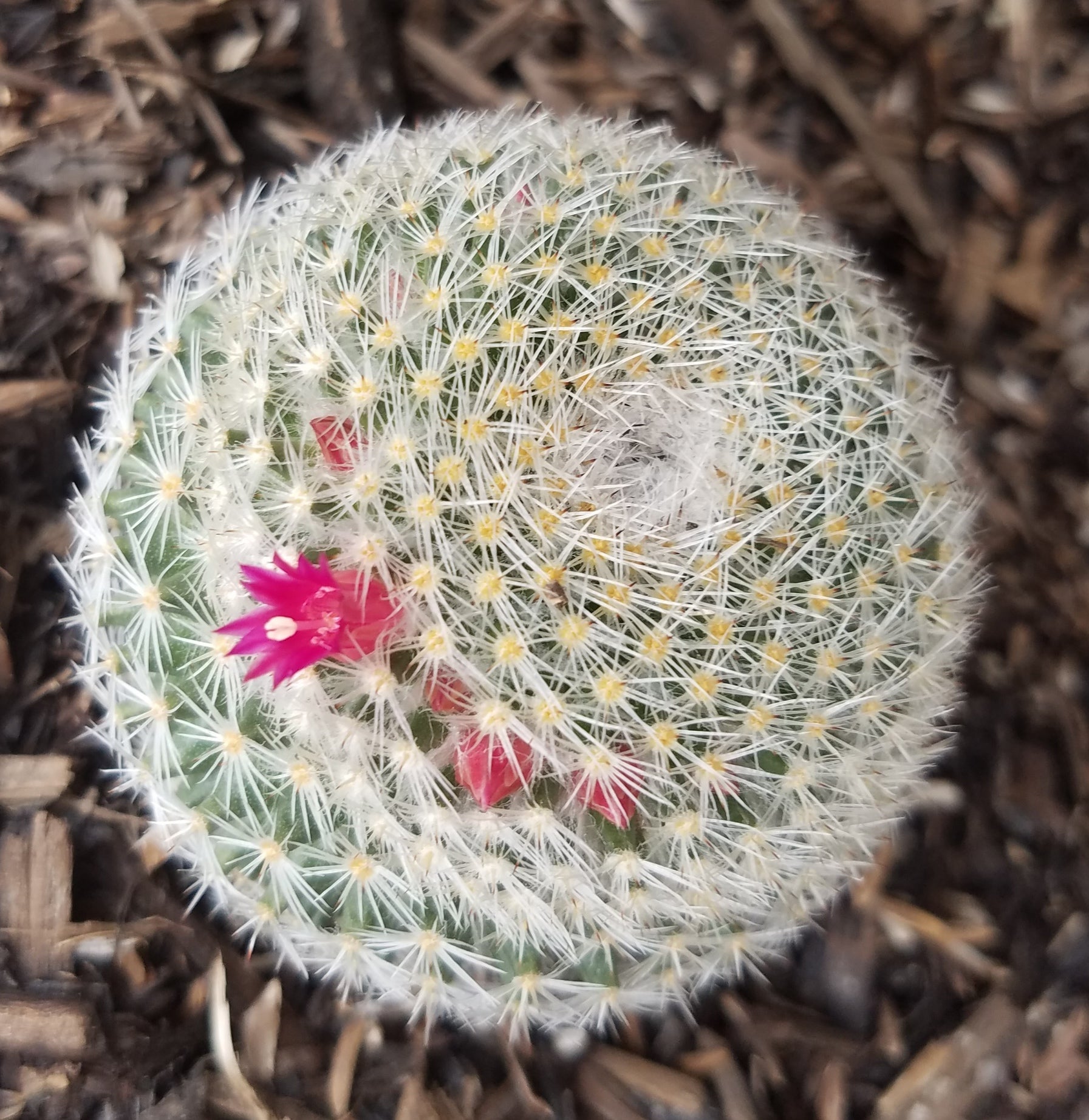 MAMMILLARIA ELEGANS CACTUS – GASOLINE GLAMOUR