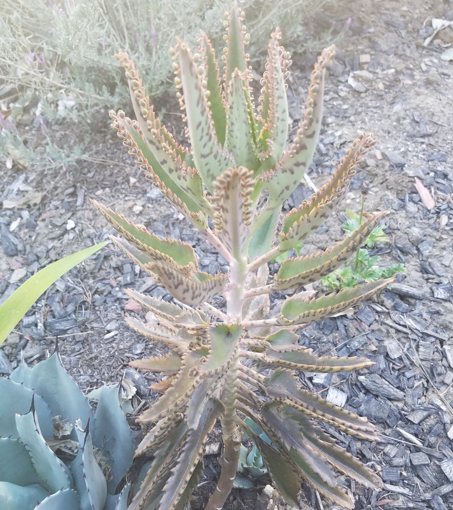 MOTHER OF MILLIONS