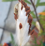 MEXICAN BUTTERFLY WEED