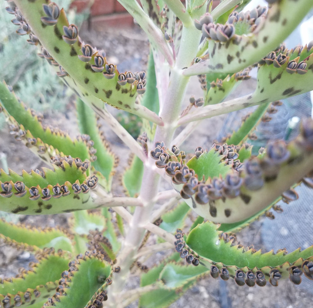 MOTHER OF MILLIONS