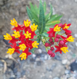 MEXICAN BUTTERFLY WEED