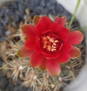 Descriptive image text