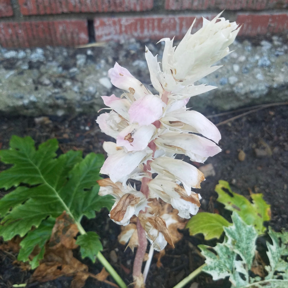ACANTHUS WHITEWATER