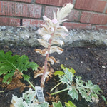 ACANTHUS WHITEWATER