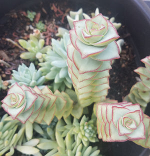 Descriptive image text