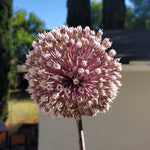 SUMMER DRUMMER ALLIUM