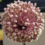 SUMMER DRUMMER ALLIUM