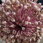 SUMMER DRUMMER ALLIUM