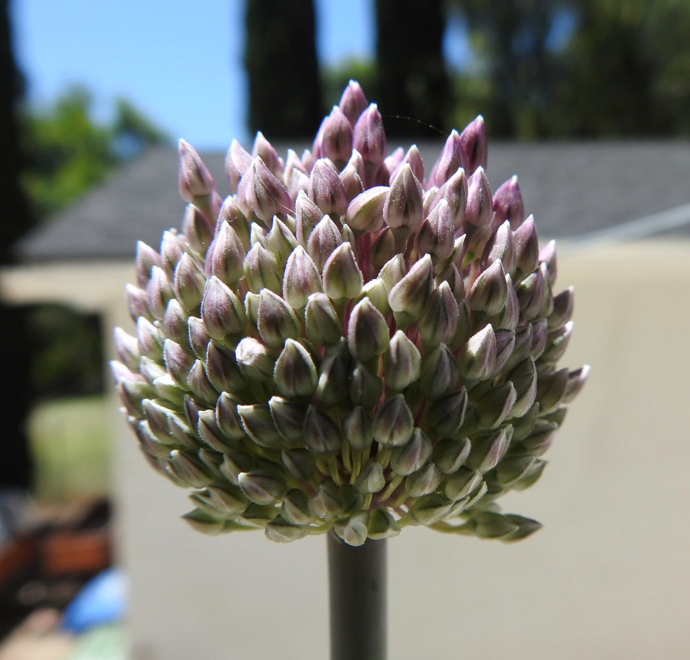 SUMMER DRUMMER ALLIUM