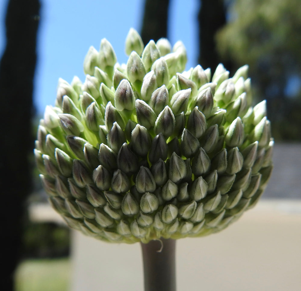 SUMMER DRUMMER ALLIUM