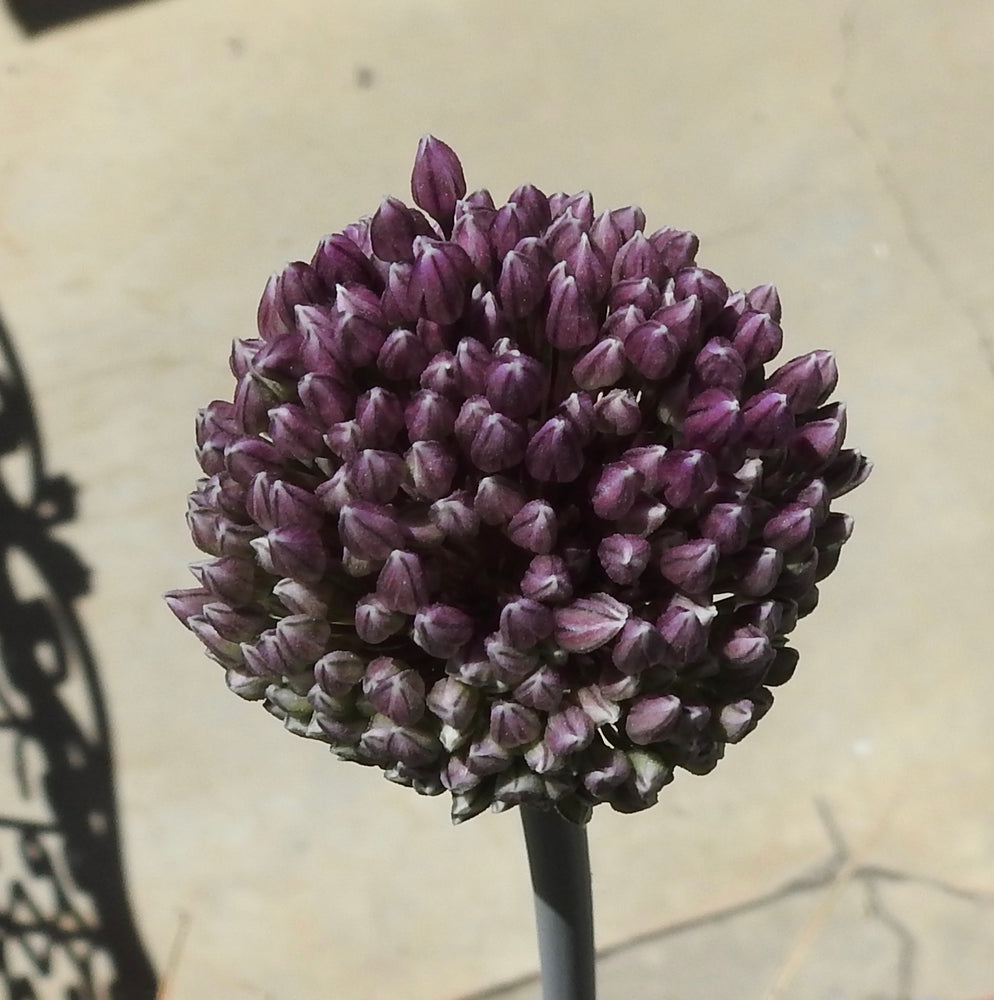 SUMMER DRUMMER ALLIUM