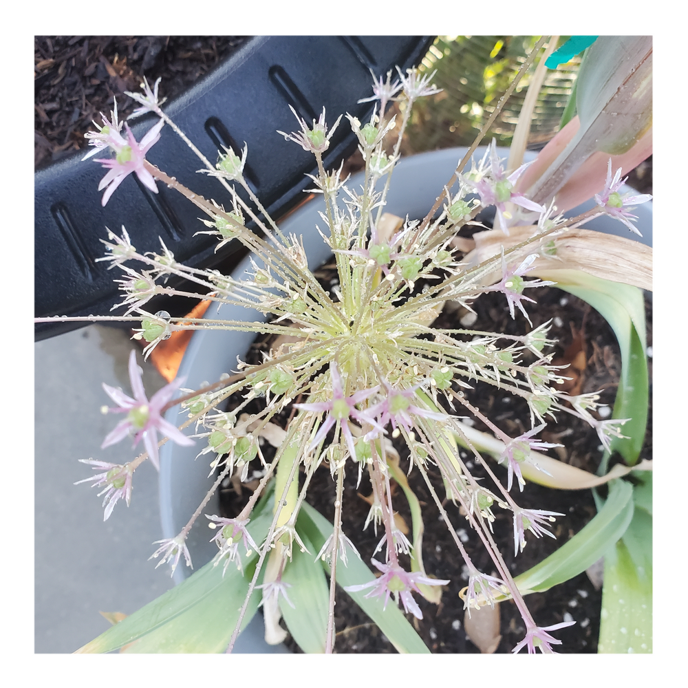 STAR OF PERSIA ALLIUM