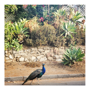 Descriptive image text