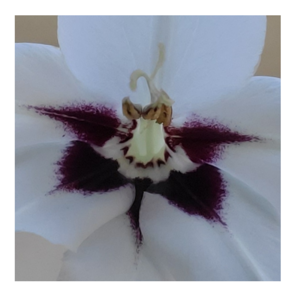 PEACOCK ORCHID