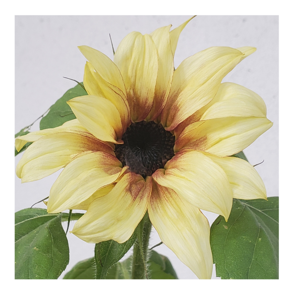 PRO CUT PLUM SUNFLOWER