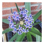 RADIANT STARRY BLUE SCILLA