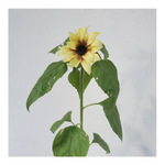 PRO CUT PLUM SUNFLOWER