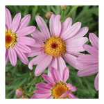 MARGUERITE DAISY