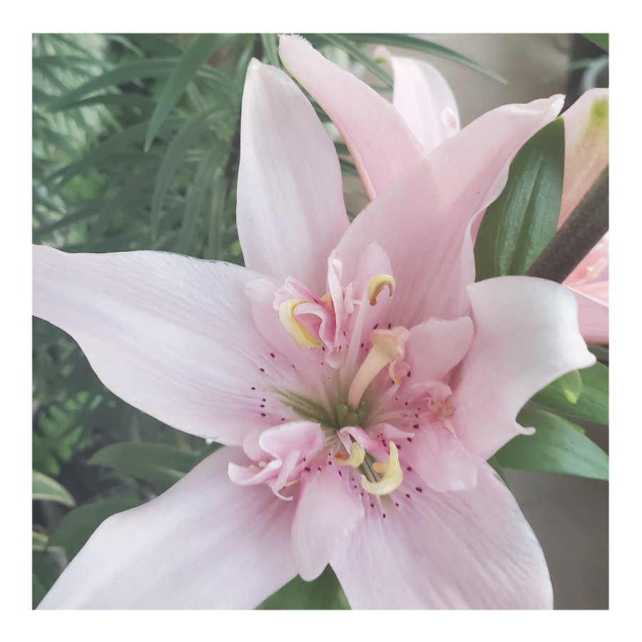 ELODIE DOUBLE ASIATIC LILY