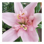 ELODIE DOUBLE ASIATIC LILY