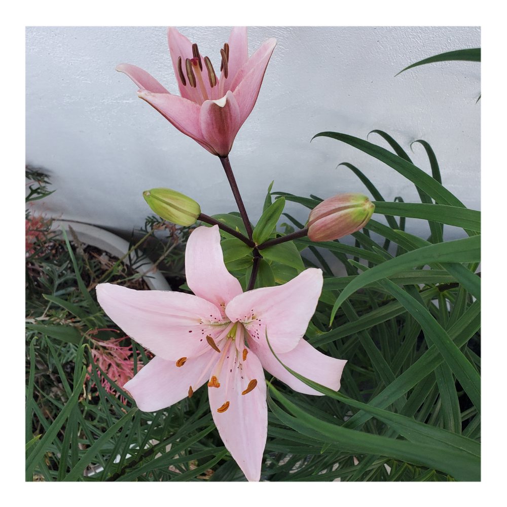 PINK FLAVOUR TIGER LILY