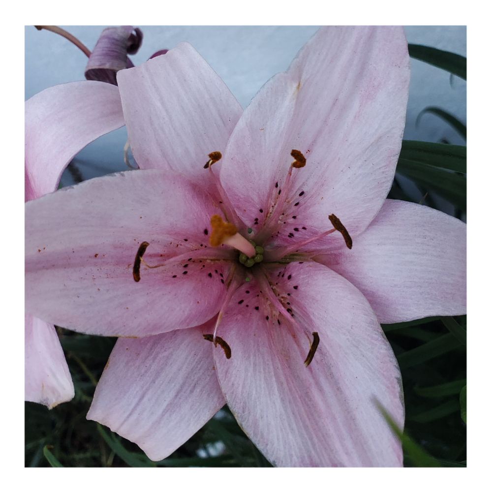 PINK FLAVOUR TIGER LILY