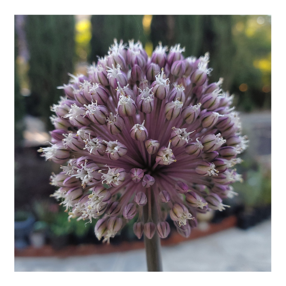 SUMMER DRUMMER ALLIUM