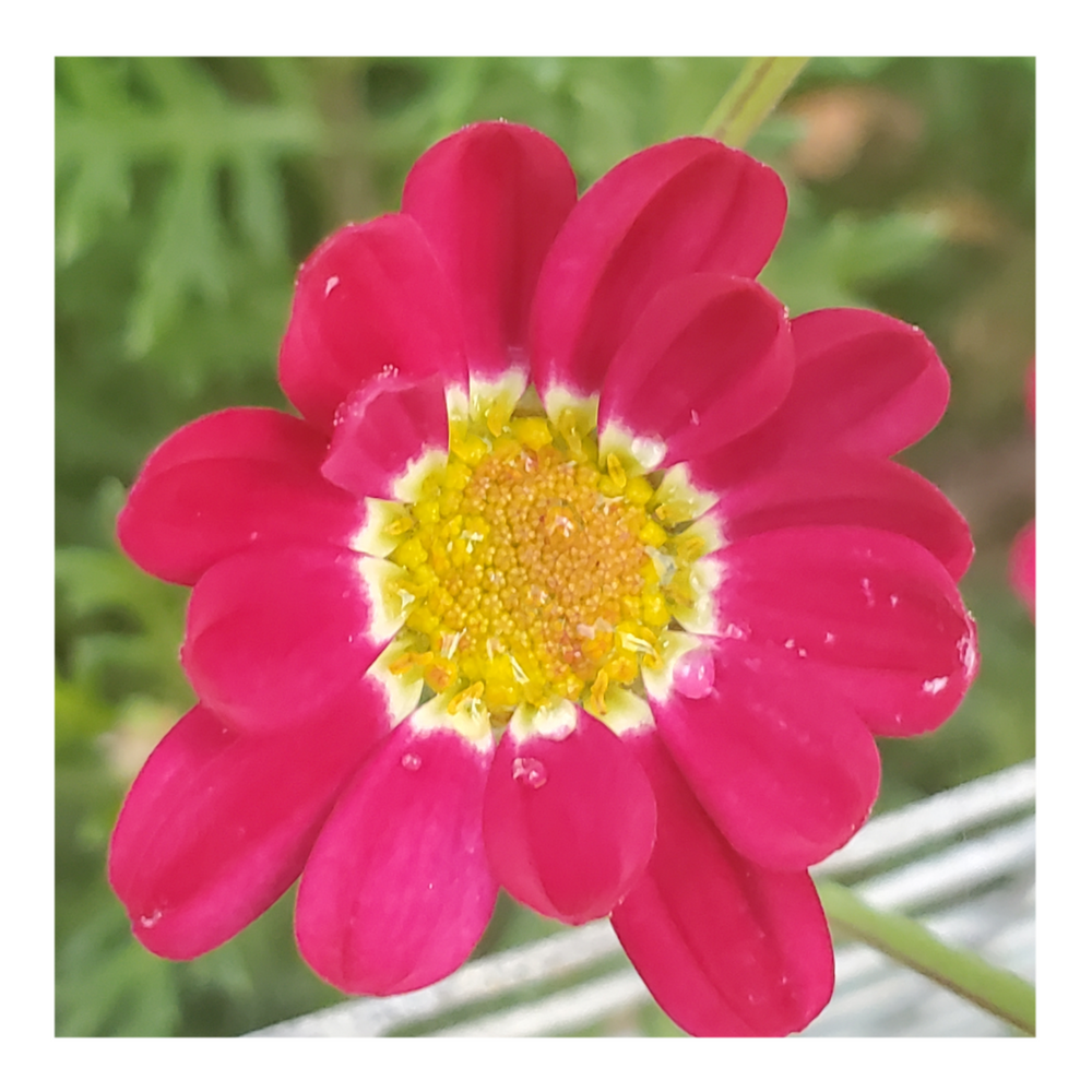 MADEIRA RED MARGUERITE DAISY