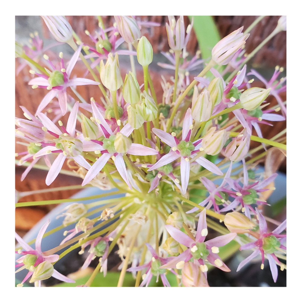 STAR OF PERSIA ALLIUM