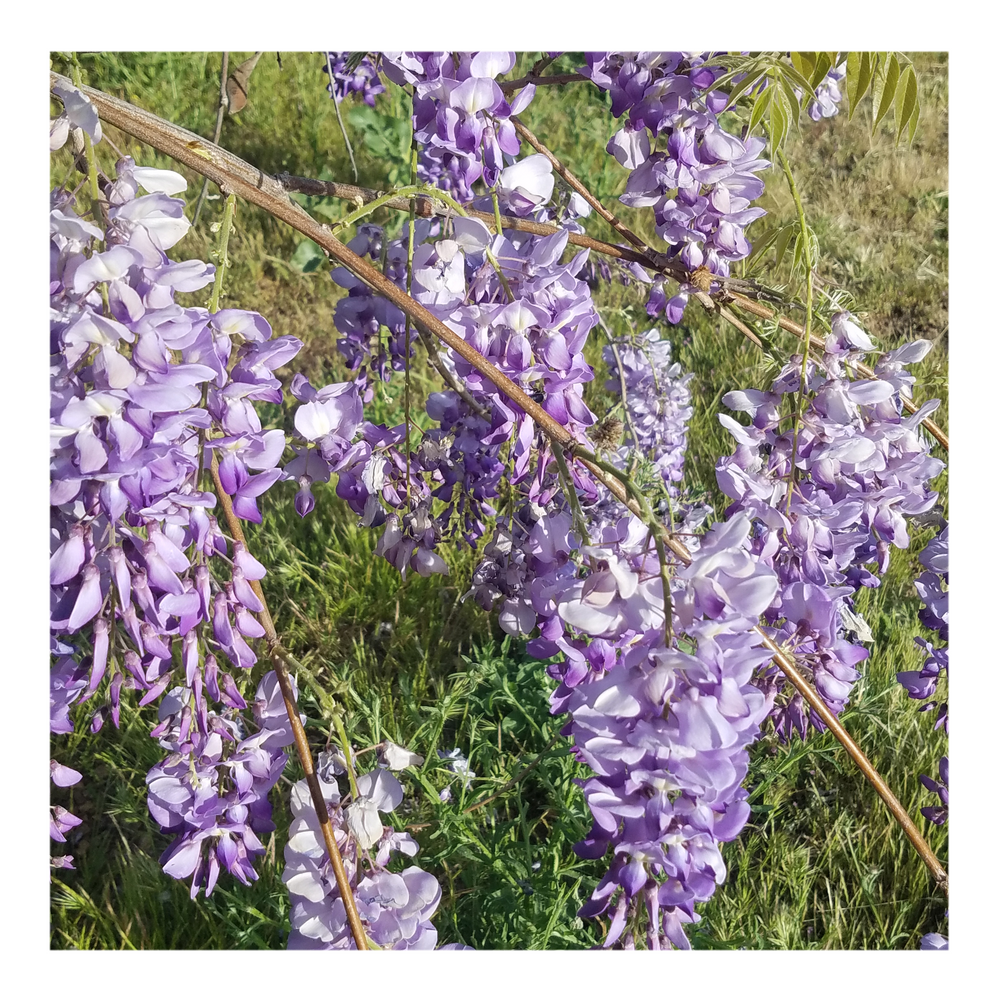 WISTERIA TREE