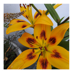 PIETON ASIATIC LILY