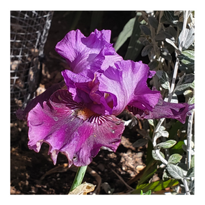 Descriptive image text